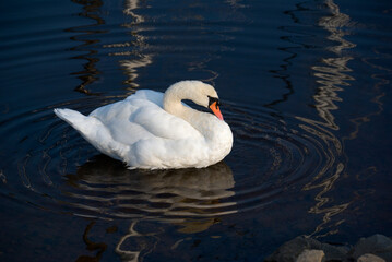 Obraz premium White swan reflected in the calm water of its natural habitat floats peacefully in a circle of ripples bathed in evening sunlight
