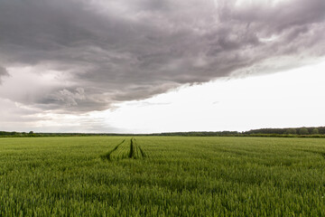 Field before storm