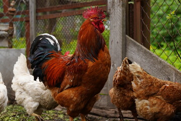 Close up of adult rooster in paddock. Portrait of stately cock outdoor.