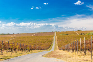 Obraz premium Vineyards in Baranja