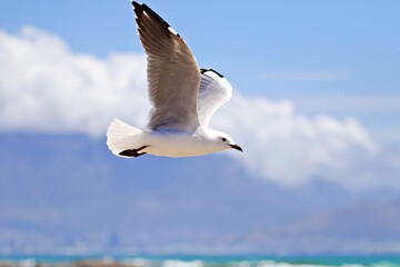 Möwe im Flug