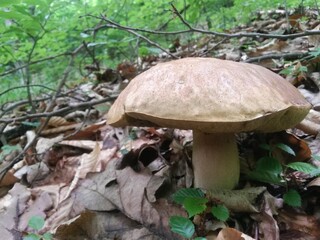 wild mushroom in the forest. natural vegan food