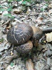 wild mushroom in the forest. natural vegan food
