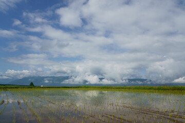 田植え後の水田が空とともに広がる風景