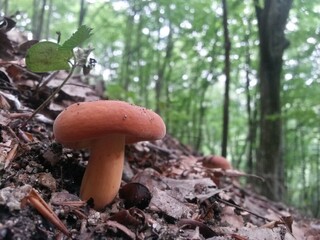 wild mushroom in the forest. natural vegan food