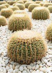 Succulent cactus or round shaped cactus decorate in garden