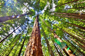 Redwood Forest