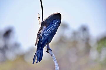 Kormoran an einem Ast