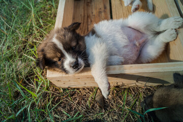 Thai Bangkaew Dog Puppies are in the wooden box on the grass