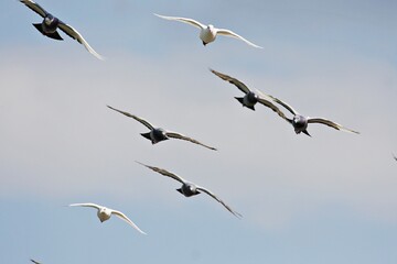 Tauben in Formation