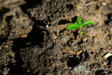 green leaf seedling on the ground

