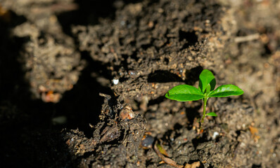 green leaf seedling on the ground
