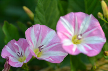 Obraz premium Liseron