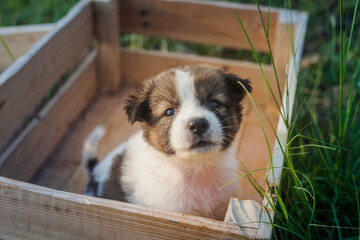 Thai Bangkaew Dog Puppies are in the wooden box on the grass