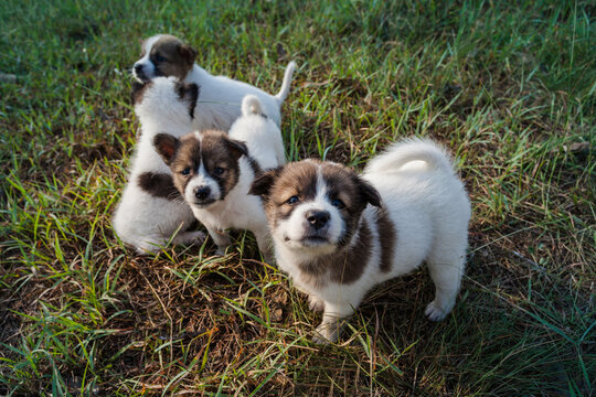 Thai Bangkaew Dog Puppies are in the field