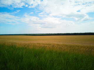 Obraz premium green field and blue sky