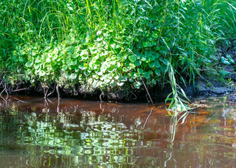 landscape with forest river reflection view, green forest river view