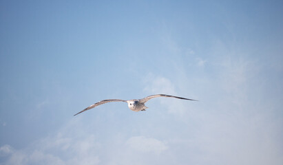 Blackbacked Gull bird flying over a blue sky.