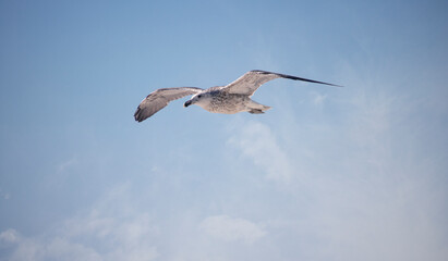 Blackbacked Gull bird flying over a blue sky.