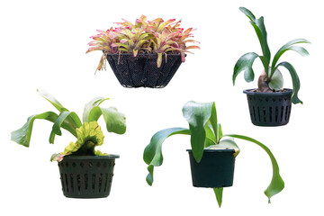 Ornamental Plants on pot isolated on white background