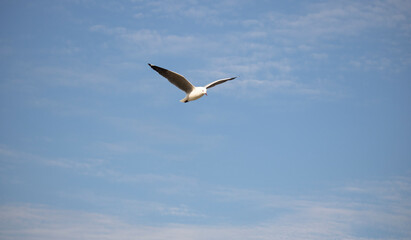 Seagull in midflight with a blue sky and clouds in the background.