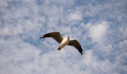 Seagull in midflight with a blue sky and clouds in the background.