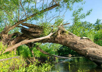 summer landscape with a small forest river, old tree trunks in the water, low river calm, summer forest river reflection landscape.