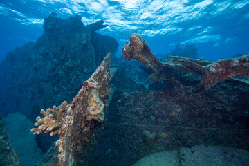 coral reef and sunken ship