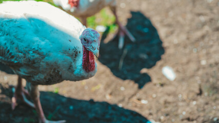 White turkeys walking in the paddock. Common white Turkey looking for grain while walking in a...