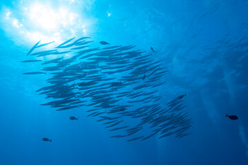 Fototapeta na wymiar school of barracuda fish