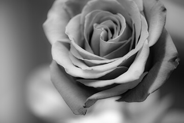 Aksamitna róża. Monochromatyczne zdjęcie © Anastasiia