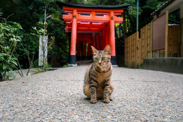 Obraz premium A cat at the Senbon Torii of Fushimi Inari Taisha Shrine in Fukakusa, Fushimi-ku, Kyoto City, Kyoto Japan Prefecture.