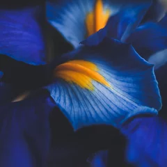 Zelfklevend Fotobehang beautiful blue iris flower close up macro shot shallow dof © Coka