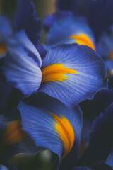 mooie blauwe irisbloem close-up macro-opname ondiepe dof