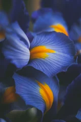 Wall murals Night blue beautiful blue iris flower close up macro shot shallow dof