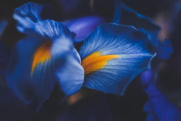 Foto op Canvas mooie blauwe irisbloem close-up macro-opname ondiepe dof © Coka