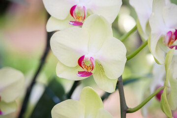 Fototapeta na wymiar Beautiful Phalaenopsis Orchid flower blooming in garden floral background