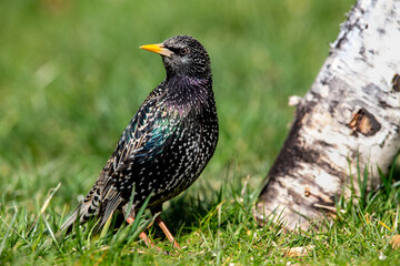 Common starling (Sturnus vulgaris) in the garden in spring.