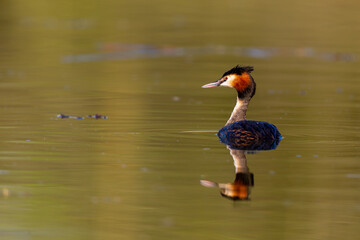 Great crested grebe (Podiceps cristatus) swimming on a lake in early morning light.