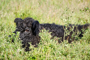 Close-up of a black Highland cattle cow Is eating in very tall grass. Cattle come in different colors and this is an example of a black coated one