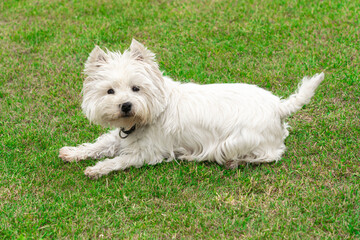 Naklejka na ściany i meble West Highland White Terrier in the garden