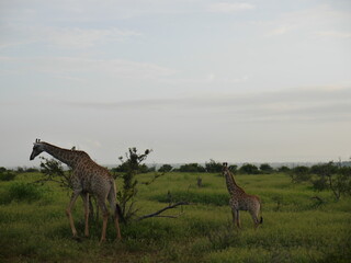 Mom and child giraffes walking in the safari