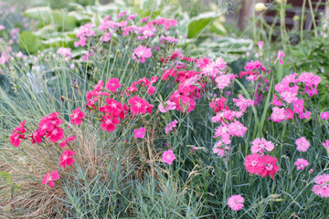natural filled frame close up background wallpaper day shot of a flower bed with purple pink...