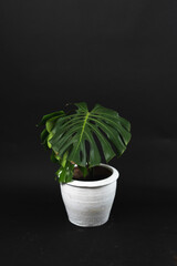 A tree with a plant pot in the house, dark background