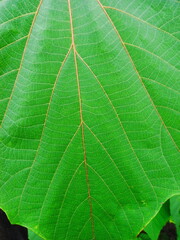 初夏のアカメガシワの若葉