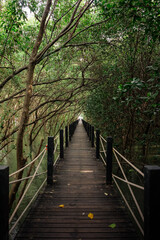 The trekking walkway wooden bridge stretches in the mangrove forest