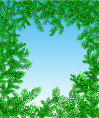 branches of a pine with blue sky