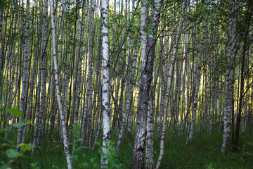 natural filled frame background wallpaper shot of endless rows of black and white Russian birch tree trunks in a deep forest with vibrant green grass and vegetation around. Taken in Russia