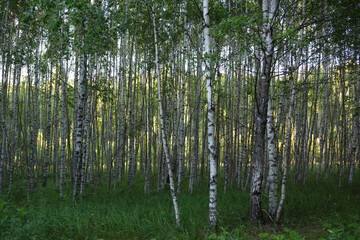 Obraz premium natural filled frame background wallpaper shot of endless rows of black and white Russian birch tree trunks in a deep forest with vibrant green grass and vegetation around. Taken in Russia