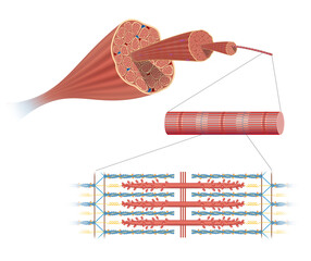 Illustration of Structure Skeletal Muscle